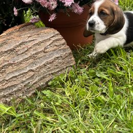 Basset Hound Puppies from Susan's Basset Hounds