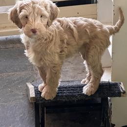 Australian Cobberdog Puppies from Mud Pies Australian Cobberdogs