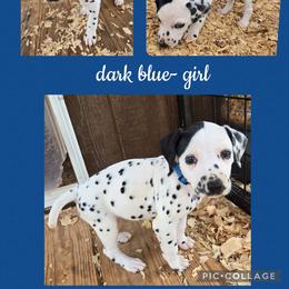 Girl 1 - White and black female Dalmatian puppy in Pulaski, Tennessee from River Valley Forge Dalmatians