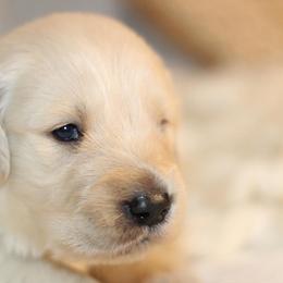 Golden Retriever Puppies from UnrivaledGoldens