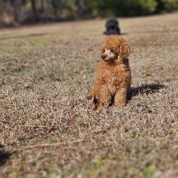 Miniature Schnauzer and Poodle Puppies from Lorraine Finley