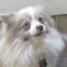 Pomeranians and Pomskies from Robinson Pomski