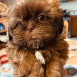 Tibby - Sable male Shih Tzu puppy in Victorville, California from Precioustzus