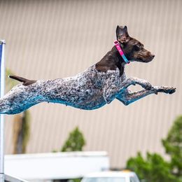Cadence - German Shorthaired Pointer