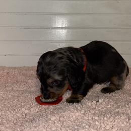 Dachshund Puppies from Wiggle Weens