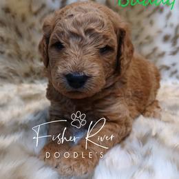 Goldendoodle and Poodle Puppies from Fisher River Doodle's