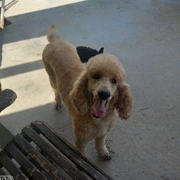 Cinnamon - Poodle