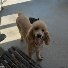 Cinnamon - Poodle