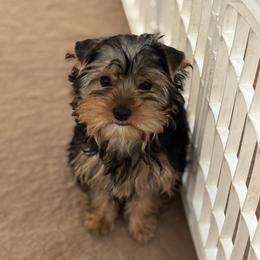 Lucy - Blue and gold female Yorkshire Terrier puppy in Portland, Oregon from Bohemian Beauty Yorkshire Terrier