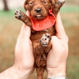 Bernedoodle and Goldendoodle Puppies from Supreme Doodles of Texas