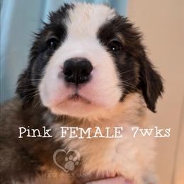 Pink FEMALE - White and brown female Saint Bernard puppy in Kaukauna, Wisconsin from Holtz Family Saints