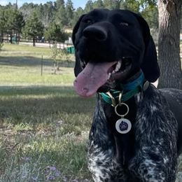 German Shorthaired Pointers from Twisted Pines Ranch
