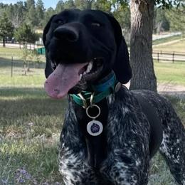 German Shorthaired Pointers from Twisted Pines Ranch