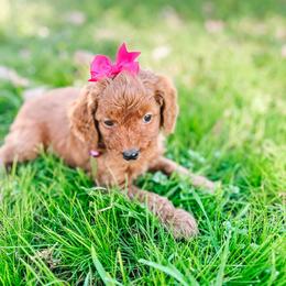 F1B Small Goldendoodle Tulip - Red  female Goldendoodle puppy in Redding, California from Casa Delarosa Poodles & Doodles Collective