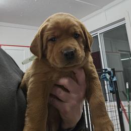 Annapolis - Yellow female Labrador Retriever puppy in Sidney, Nebraska from Nebraska Strong Labradors