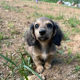 Maverick - Cream male Dachshund puppy in Wytheville, Virginia from Weenie Haven