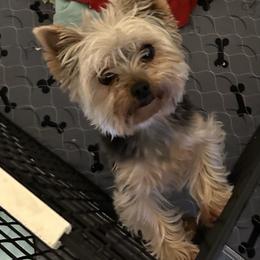 Cliff (Yorkhaven Earthmountain Cliffhanger) - Blue and gold male Yorkshire Terrier puppy in Erda, Utah from Earthmountain Yorkies