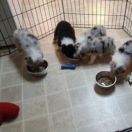 Australian Shepherd Puppies from Larkwood Australian Shepherds