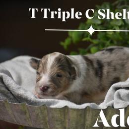 Adeline (Pending waiting list) - Sable merle and white female Shetland Sheepdog puppy in Gladbrook, Iowa from T Triple C Shelties
