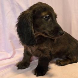 Cleopatra - Dapple female Dachshund puppy in Tonopah, Arizona from Desert Diamond Dachshunds