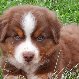 Australian Shepherds from Diamond GM's Australian Shepherds