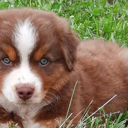 Australian Shepherds from Diamond GM's Australian Shepherds