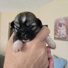 Pumpkin - Sable female Tibetan Spaniel puppy in Billings, Montana from Embershine Tibetan Spaniels
