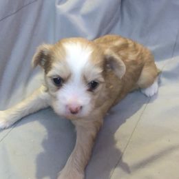 Chinese Crested Puppies from Selba-Hill Kennelwe