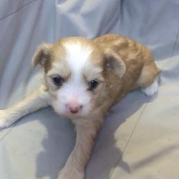Chinese Crested Puppies from Selba-Hill Kennelwe