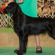 Flat-Coated Retrievers from Kistryl Flat-Coated Retrievers