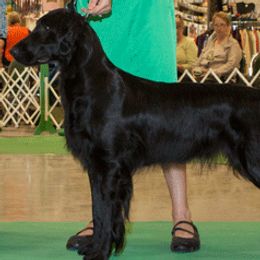 Flat-Coated Retrievers from Kistryl Flat-Coated Retrievers