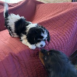 Cody 4 - Tri-color Cavachon puppy in Holly, Michigan from Terrie’s Cavachons & Cavalier King Charles Spaniels