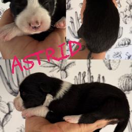 Astrid - Black and white female Border Collie puppy in Sanger, California from Flying M Cactus Ranch Buddies