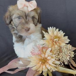 Trinity - AKC - Chocolate female Havanese puppy in Verden, Oklahoma from Holcombs Puppy Ranch
