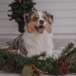 Mabel - Australian Shepherd