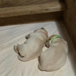 Green collar - Yellow male Labrador Retriever puppy in Wittmann, Arizona from AM Labradors