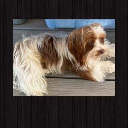 Yorkshire Terrier Puppies from Toy Town Yorkies