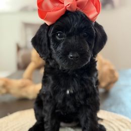 K-Maroon Girl - Black female Goldendoodle puppy in Lewisville, Texas from Texas Goldendoodle Lovers