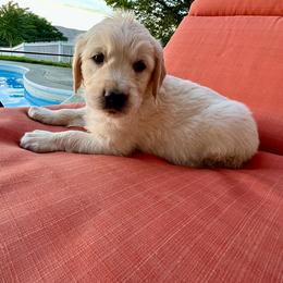Dino - Light golden Golden Retriever puppy in Lewiston, Idaho from Twin River Goldens