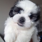 Ruby aka Snoopy - Black and white Mal-Shi puppy in Apollo Beach, Florida from Gemstone Exclusive Pups of Florida