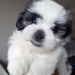 Ruby aka Snoopy - Black and white Mal-Shi puppy in Apollo Beach, Florida from Gemstone Exclusive Pups of Florida