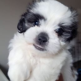 Ruby aka Snoopy - Black and white Mal-Shi puppy in Apollo Beach, Florida from Gemstone Exclusive Pups of Florida