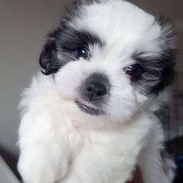 Ruby aka Snoopy - Black and white Mal-Shi puppy in Apollo Beach, Florida from Gemstone Exclusive Pups of Florida
