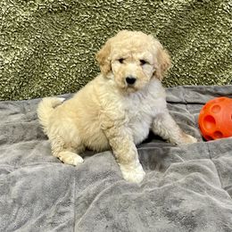 Labradoodle and Poodle Puppies from Top Knot Companions Poodles and Labradoodles