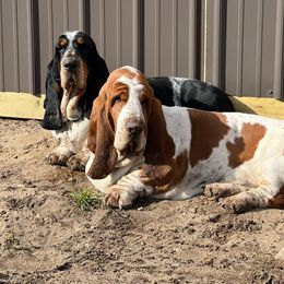 Colby - Basset Hound
