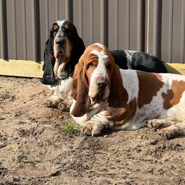 Colby - Basset Hound