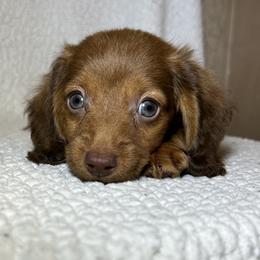 August - Red male Dachshund puppy in Branford, Florida from Mbjs Doxies and chihuahuas