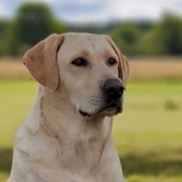 Dani - Labrador Retriever