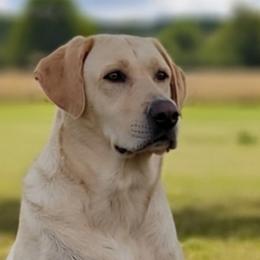 Dani - Labrador Retriever