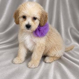 Elsie - Buff and white female Cockapoo puppy in Marshall, Arkansas from Darling Doodles and Cockapoos